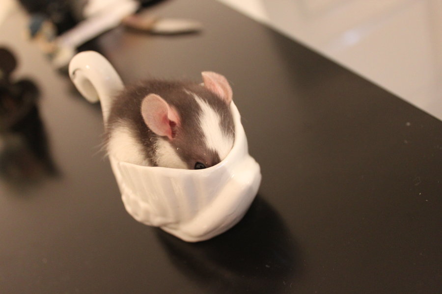 A baby rat hiding dans un Signe en céramique blanc